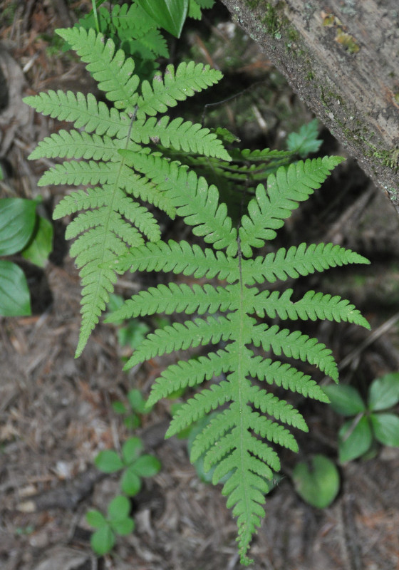 Image of Phegopteris connectilis specimen.