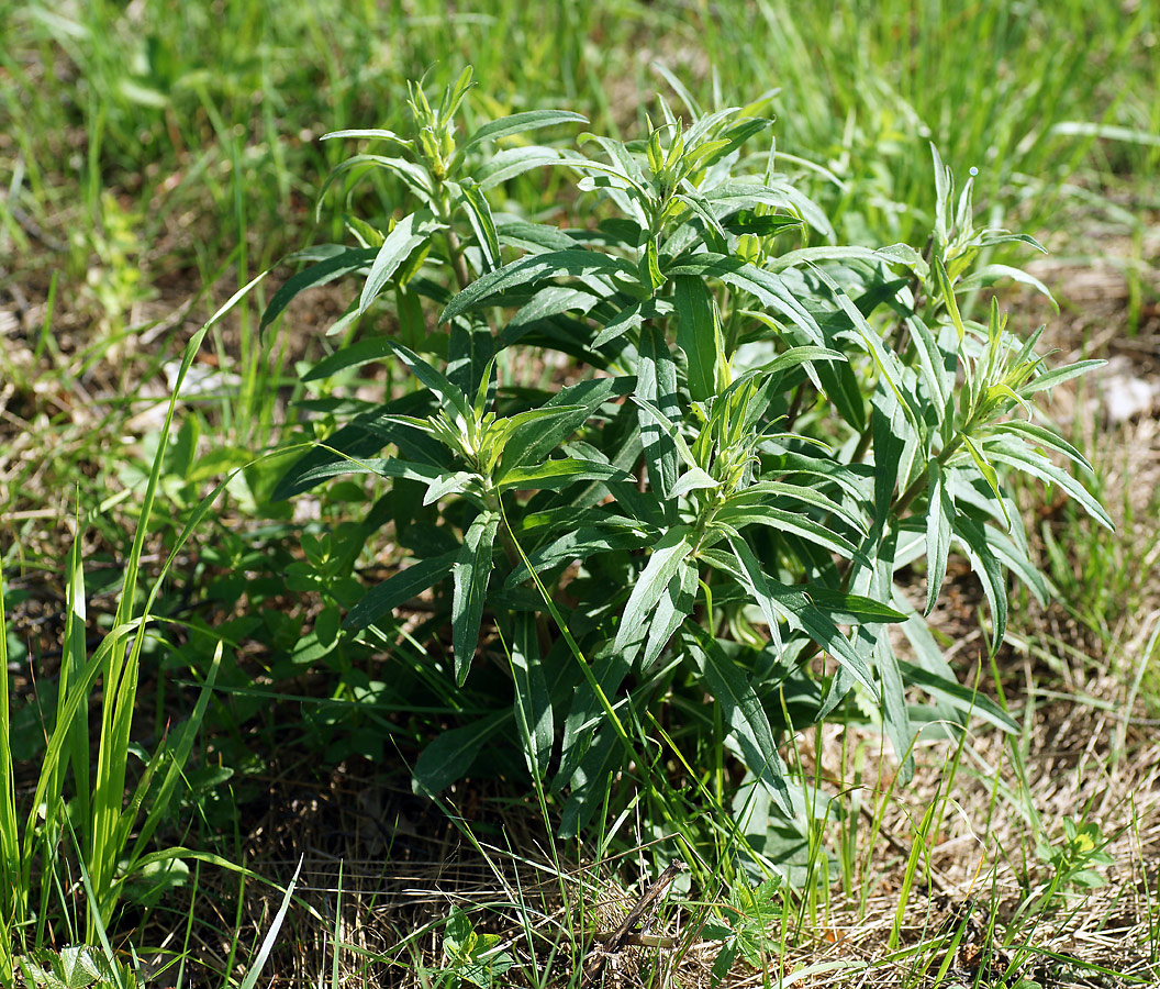 Изображение особи Hieracium umbellatum.