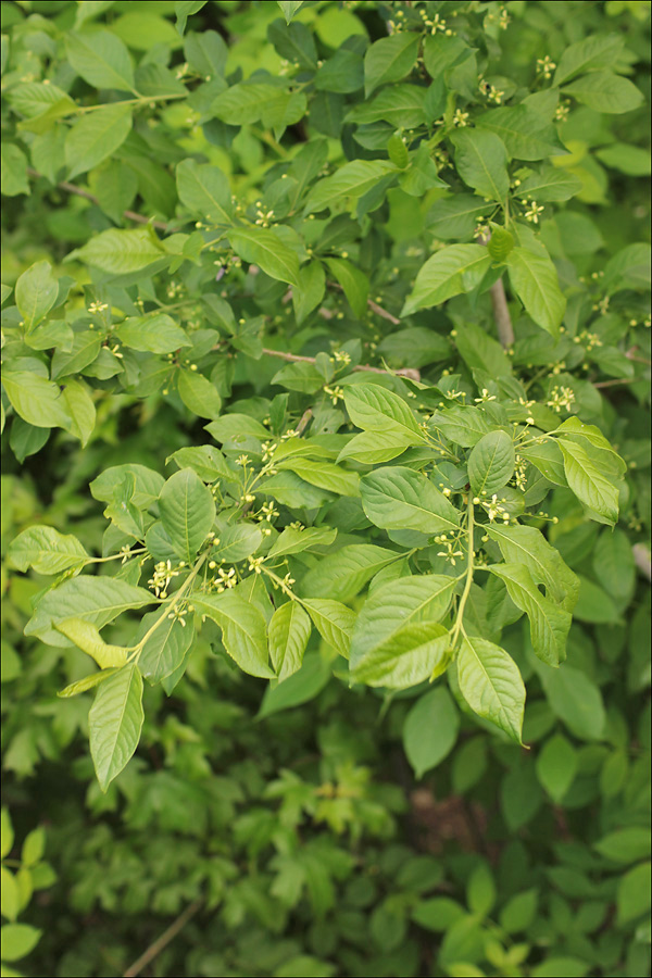 Image of Euonymus europaeus specimen.