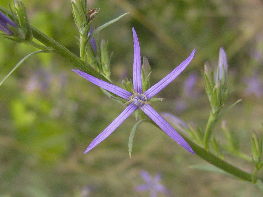 Image of Asyneuma canescens specimen.