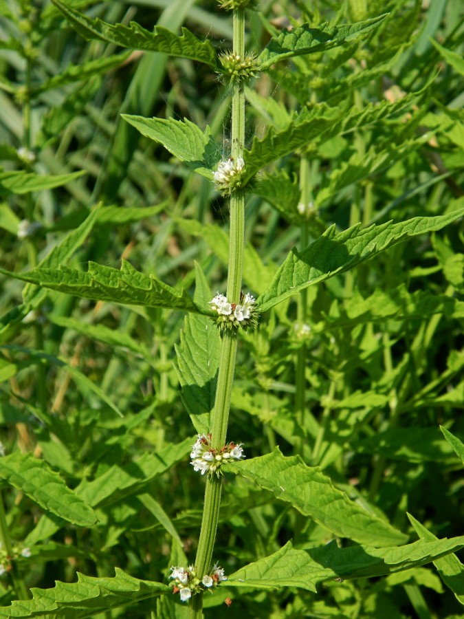 Изображение особи Lycopus europaeus.