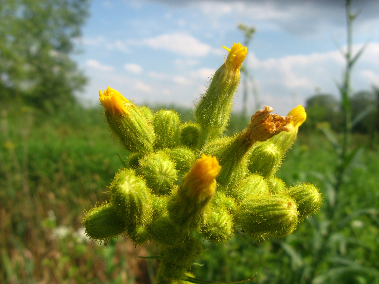 Image of Sonchus palustris specimen.