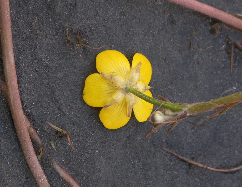 Изображение особи Ranunculus repens.