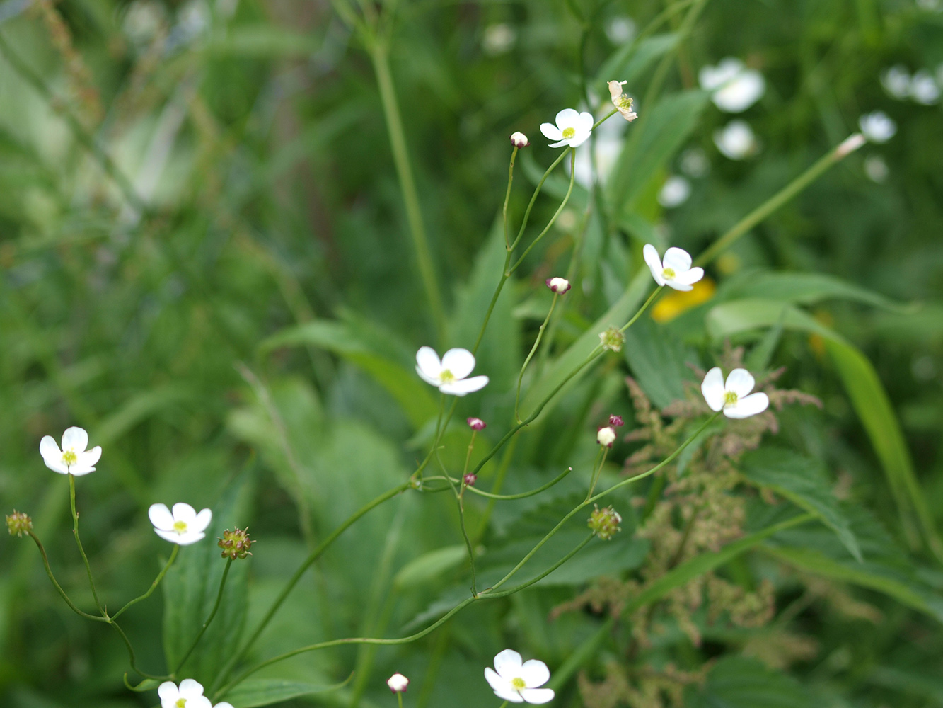 Изображение особи Ranunculus platanifolius.