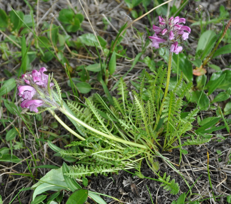 Image of Pedicularis albolabiata specimen.