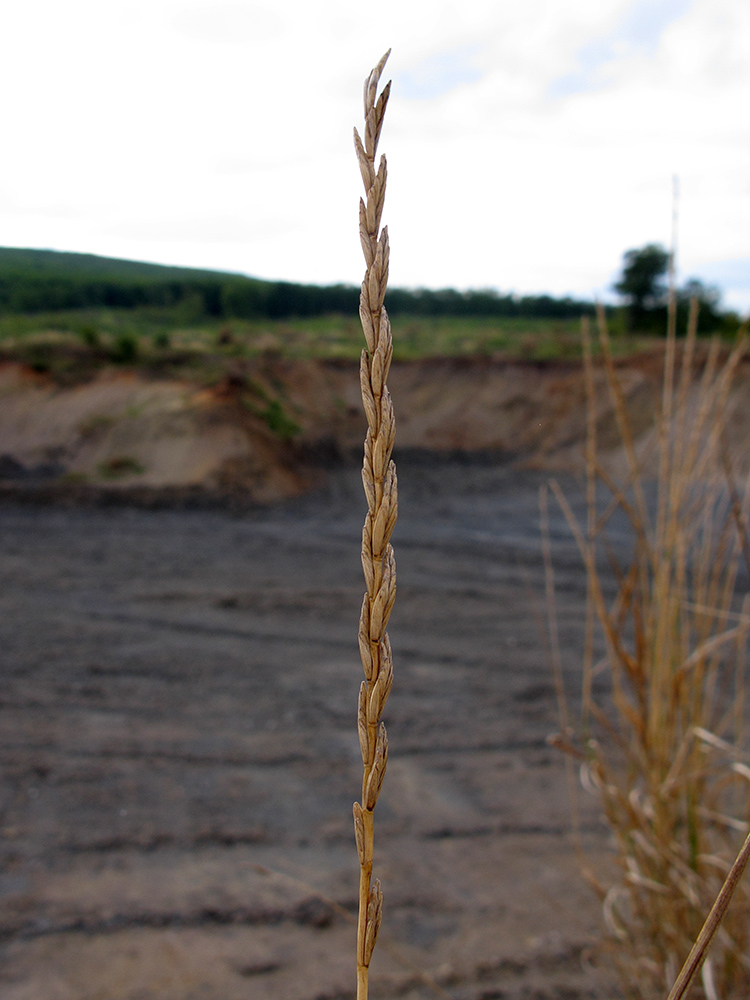 Image of Elytrigia obtusiflora specimen.