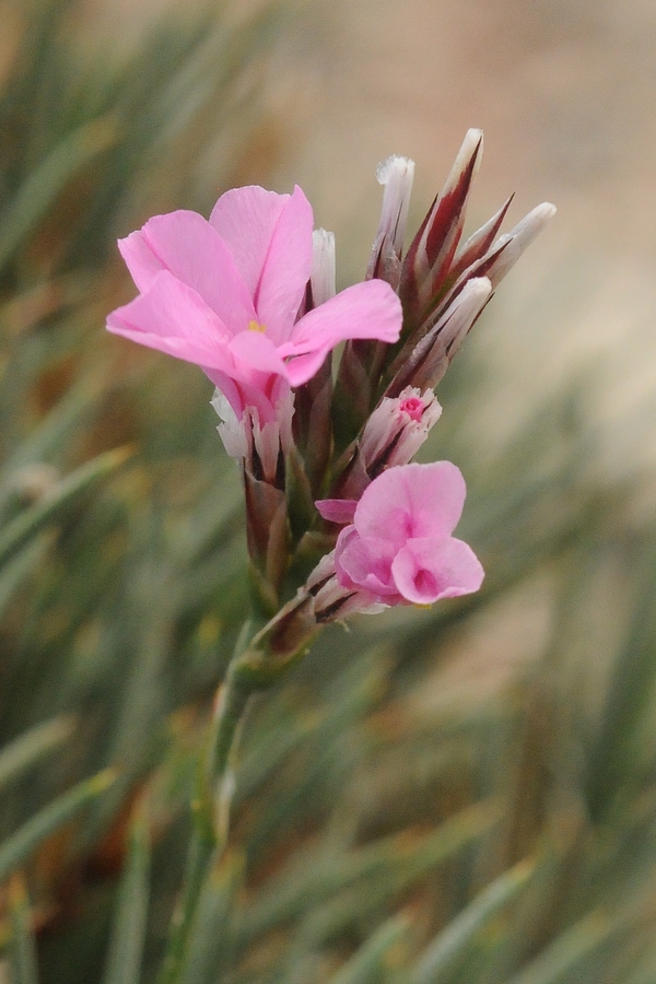 Image of Acantholimon alatavicum specimen.