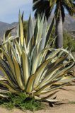 Agave americana variety variegata. Вегетирующее растение. США, Калифорния, Санта-Барбара, возле Старой Миссии. 18.02.2014.