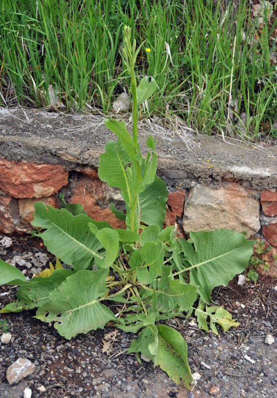 Image of familia Brassicaceae specimen.