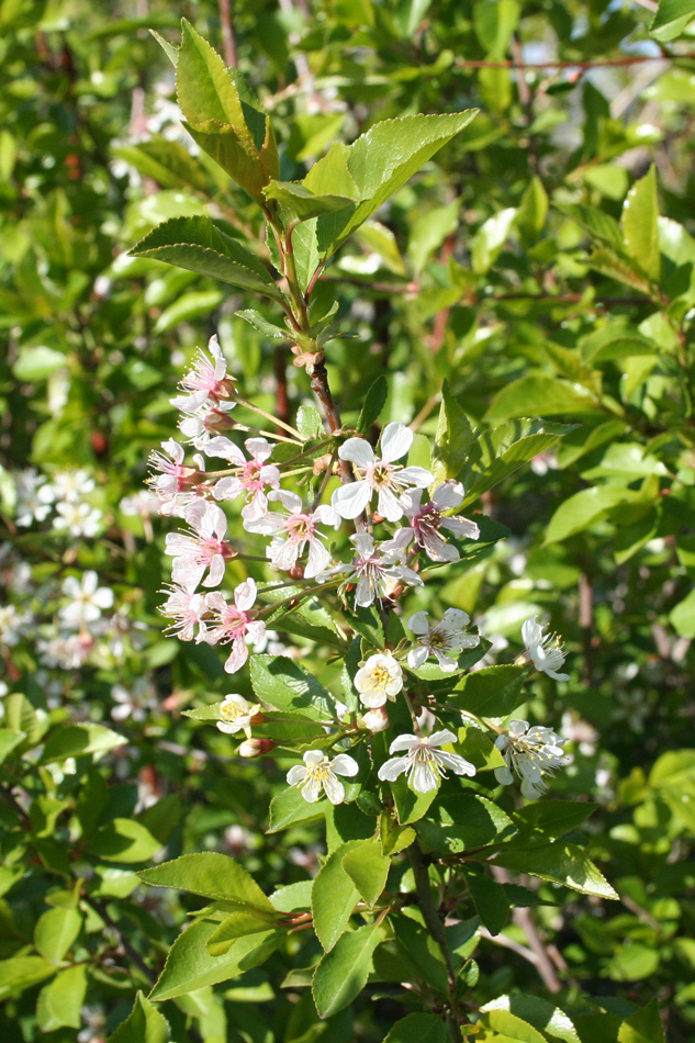 Изображение особи Cerasus vulgaris.