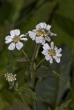 Achillea подвид macrocephala