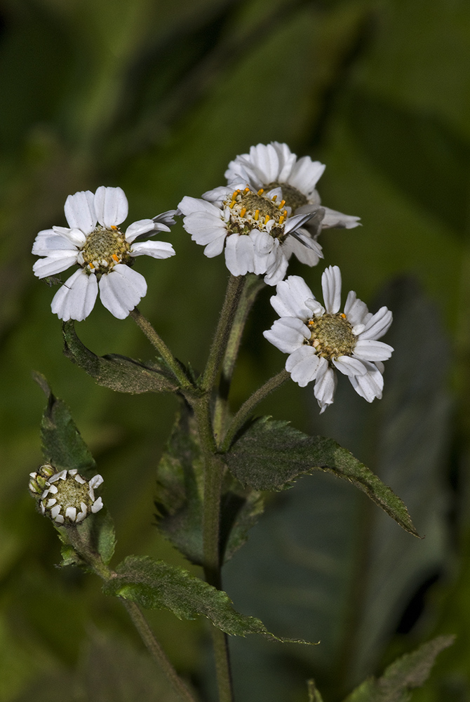 Image of Achillea ptarmica ssp. macrocephala specimen.