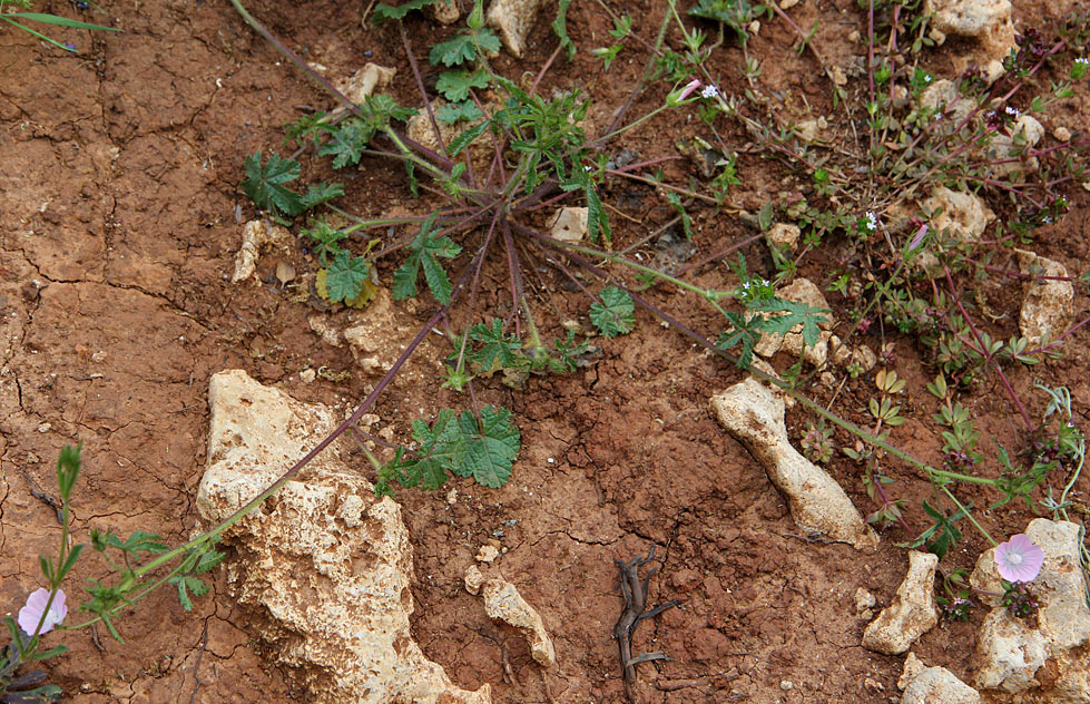 Image of Malva setigera specimen.