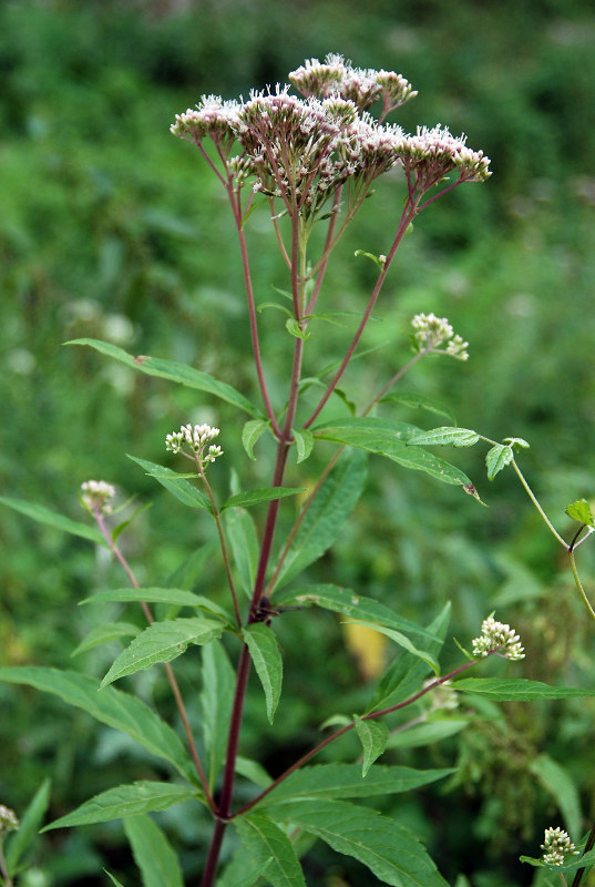 Image of Eupatorium cannabinum specimen.