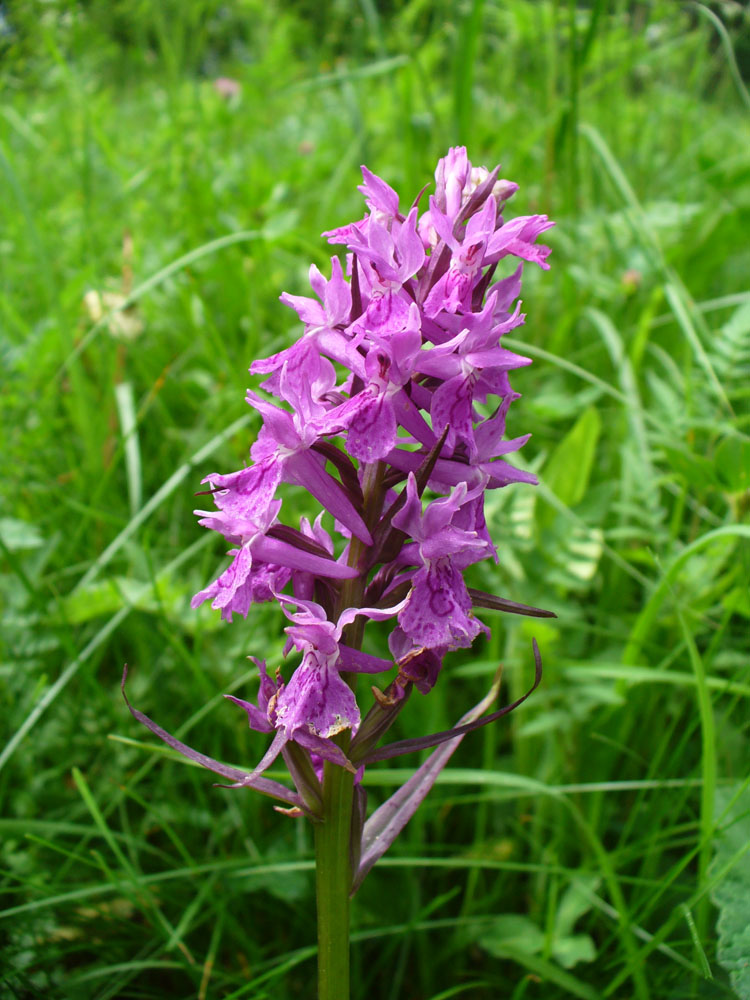 Изображение особи Dactylorhiza urvilleana.