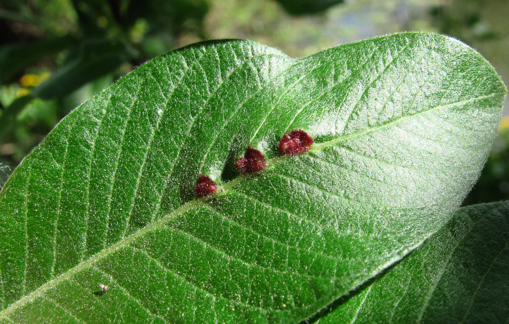 Image of Salix gmelinii specimen.