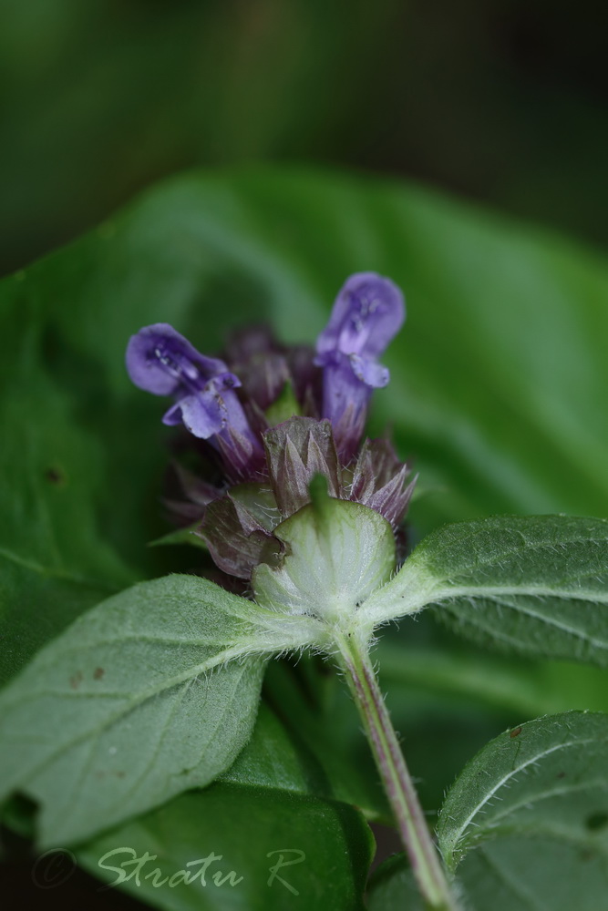 Image of Prunella vulgaris specimen.