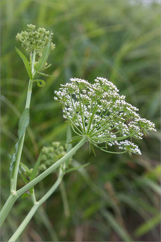 Image of Sium latifolium specimen.