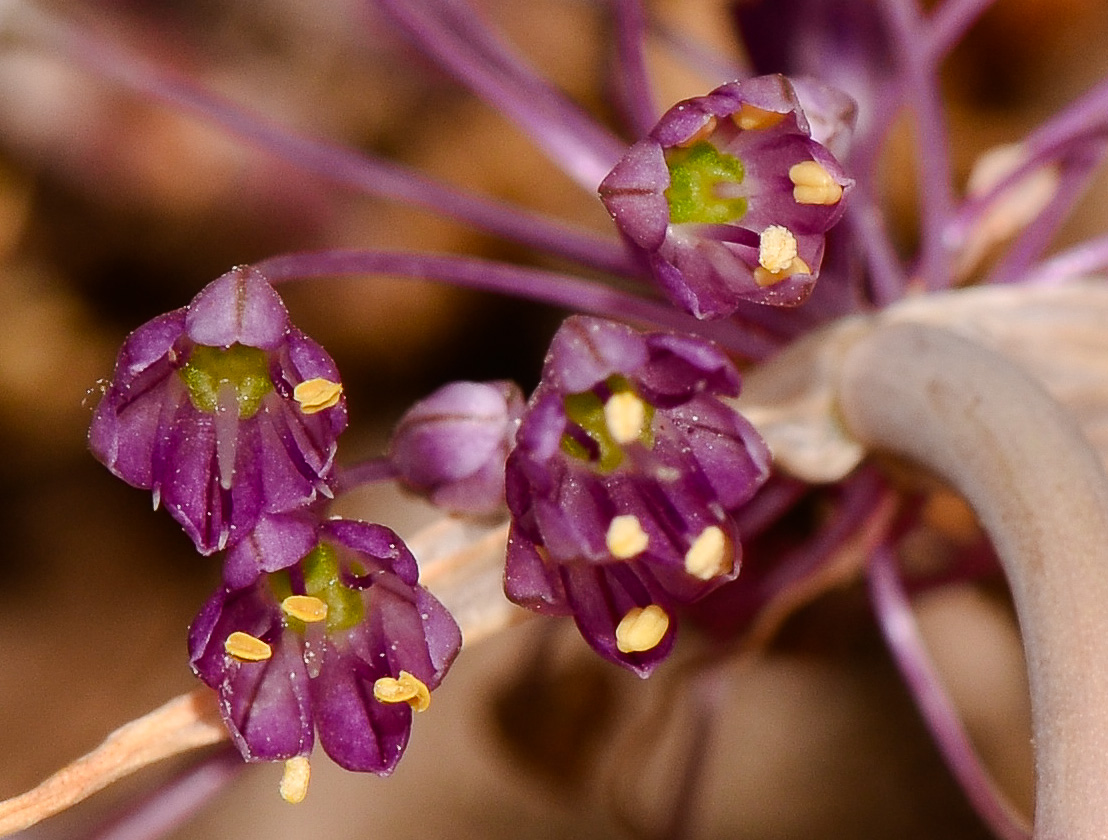 Изображение особи Allium daninianum.