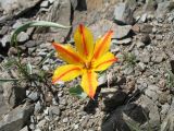 Tulipa ostrowskiana. Цветущее растение (необычная цветовая форма). Южный Казахстан, Чу-Илийские горы, пер. Кордай. 19 апреля 2011 г.