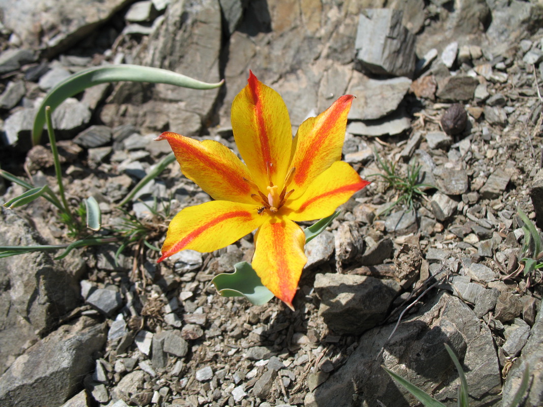 Image of Tulipa ostrowskiana specimen.