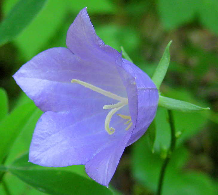 Image of Campanula persicifolia specimen.