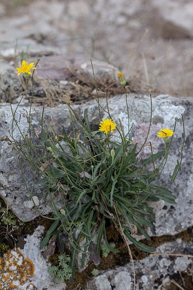 Image of Reichardia dichotoma specimen.