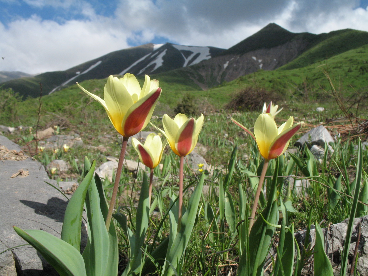 Image of Tulipa berkariensis specimen.