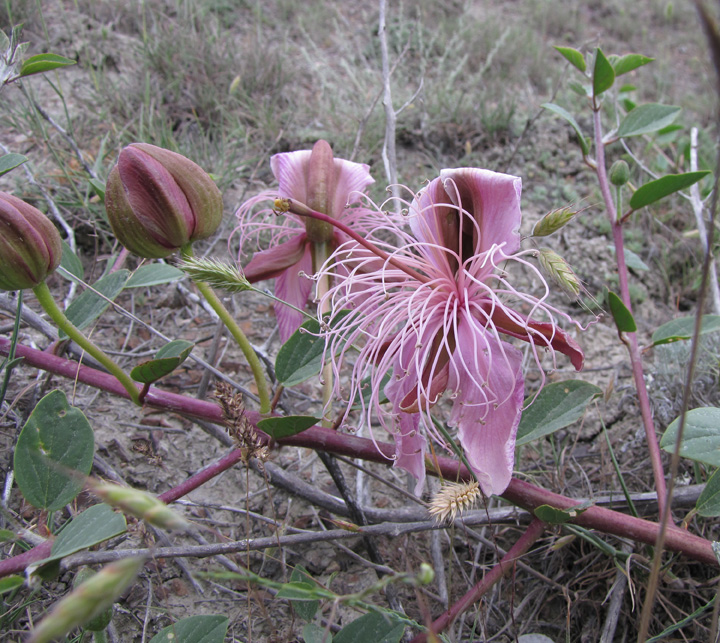 Image of Capparis herbacea specimen.