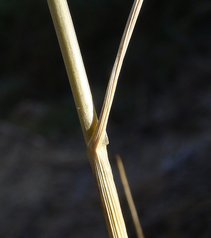 Image of Allium moschatum specimen.