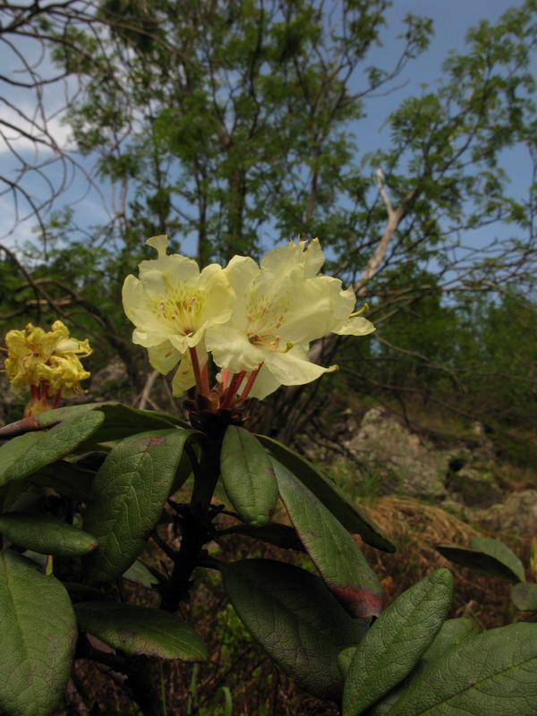 Image of Rhododendron aureum specimen.