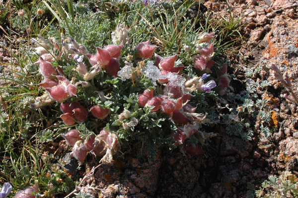 Image of Oxytropis assiensis specimen.