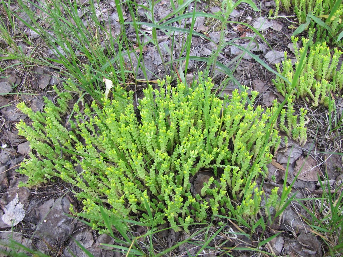 Image of Sedum acre specimen.