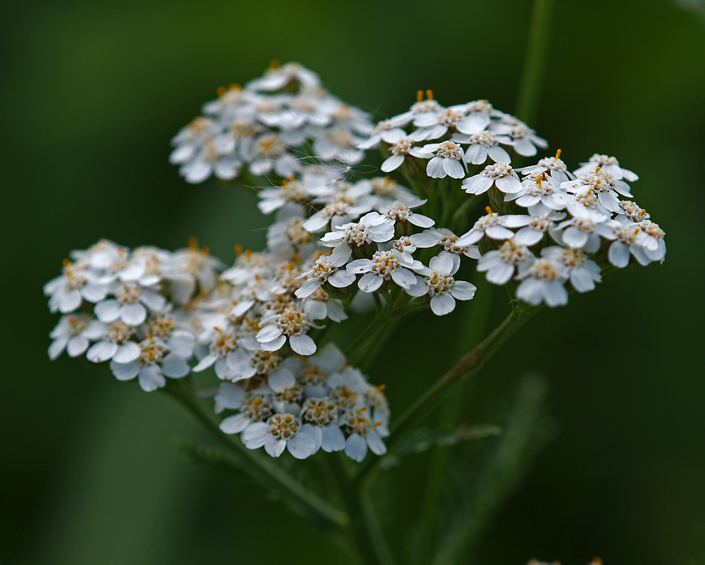 Image of Achillea millefolium specimen.