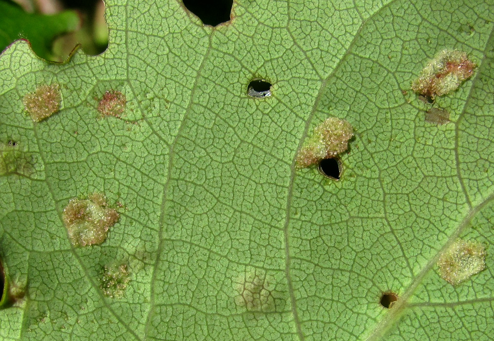 Image of Populus tremula specimen.