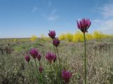 Allium inderiense