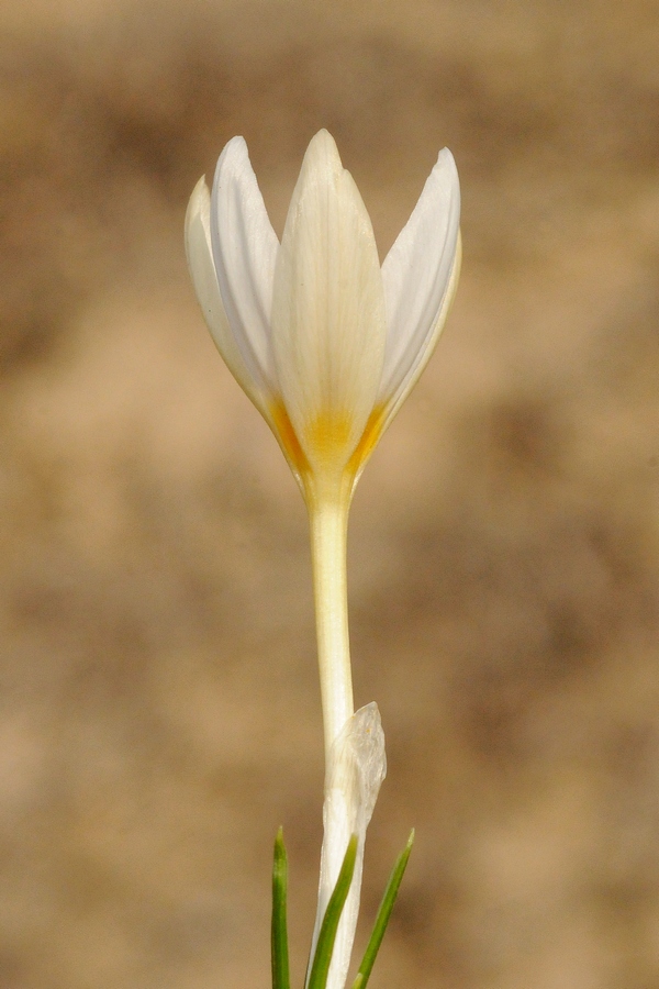 Изображение особи Crocus alatavicus.