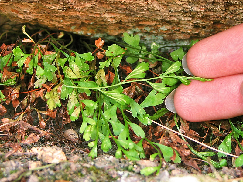 Image of Asplenium &times; alternifolium specimen.