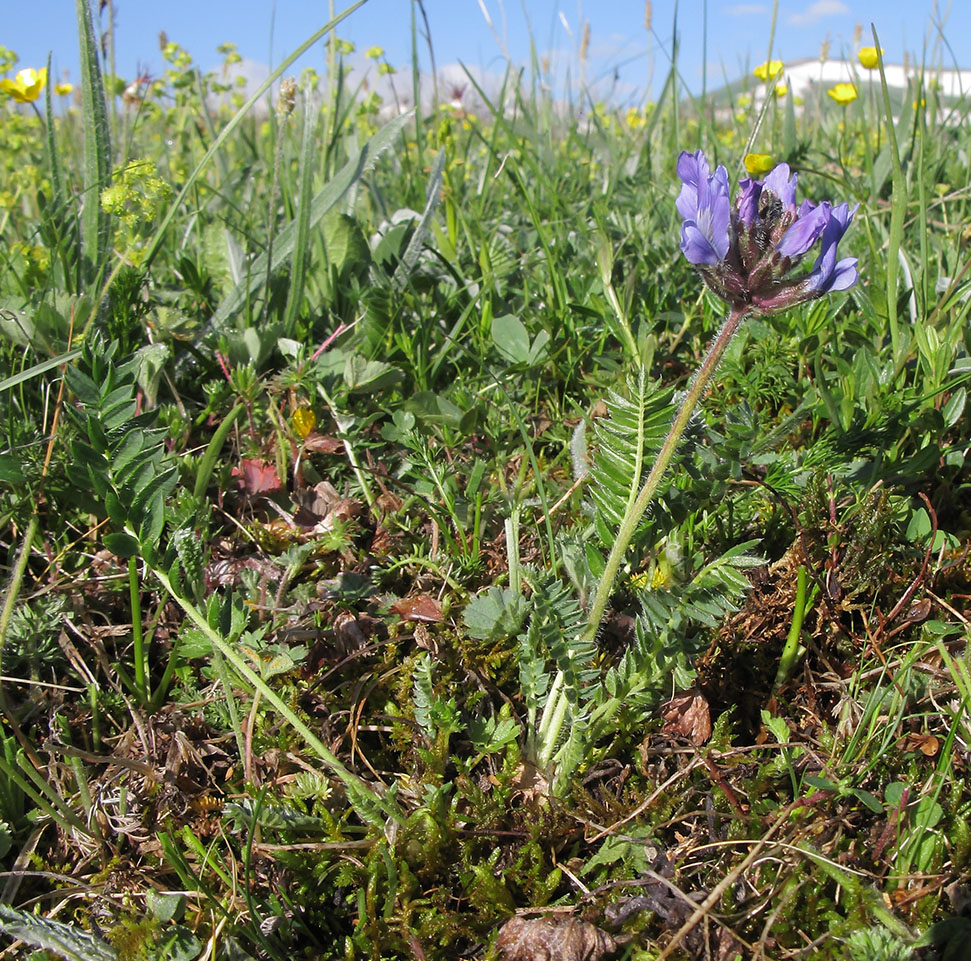 Image of Oxytropis lazica specimen.