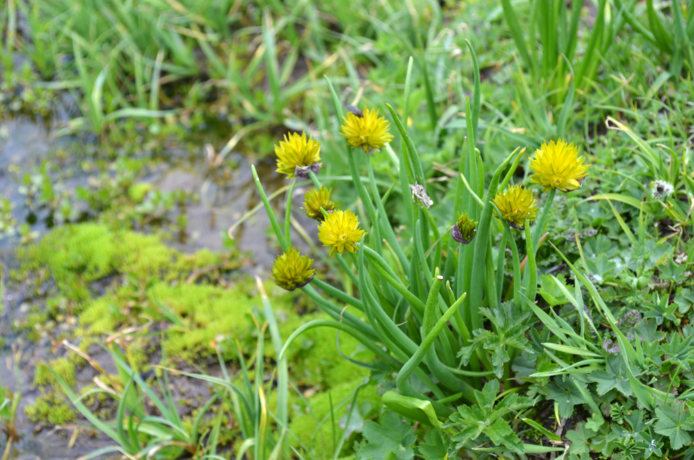 Изображение особи Allium fedtschenkoanum.