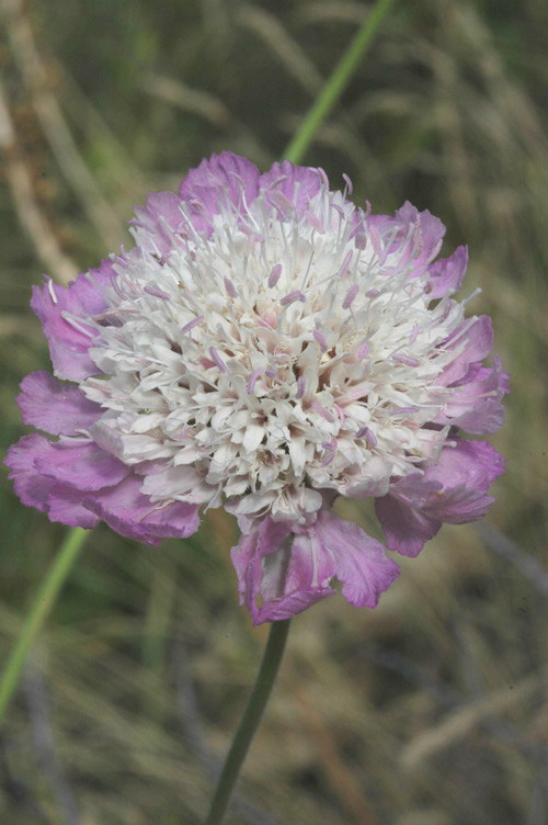 Image of Lomelosia songarica specimen.