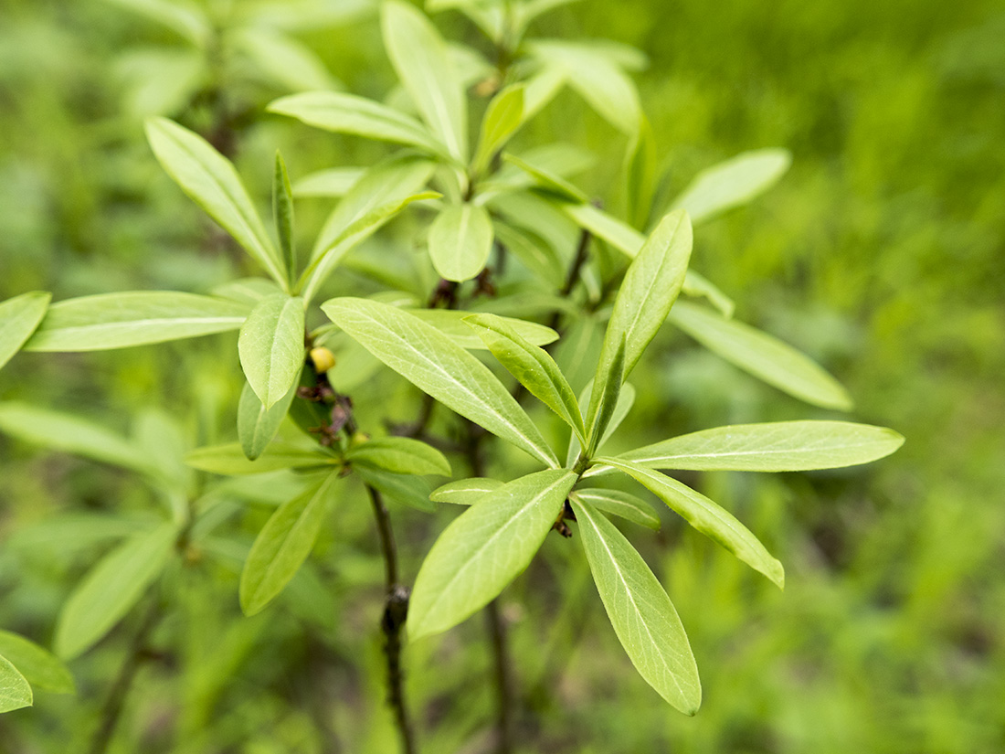 Image of Daphne mezereum specimen.