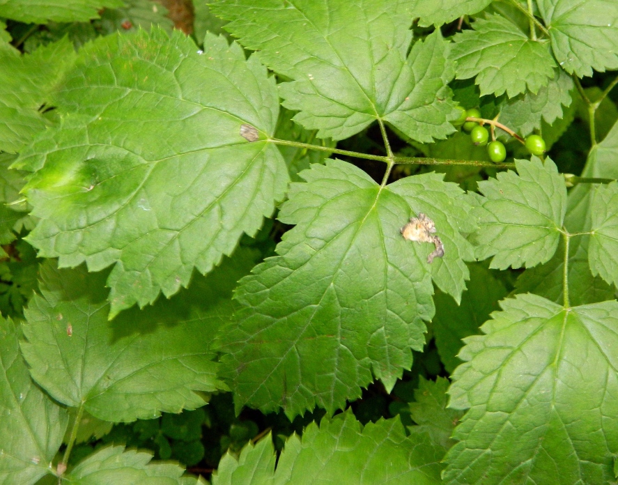 Image of Actaea spicata specimen.