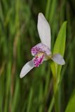 Pogonia japonica. Цветок. Приморский край, залив Восток, травяное болото. 05.07.2015.