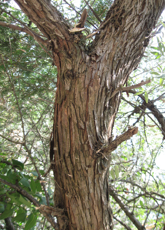 Image of Elaeagnus angustifolia specimen.