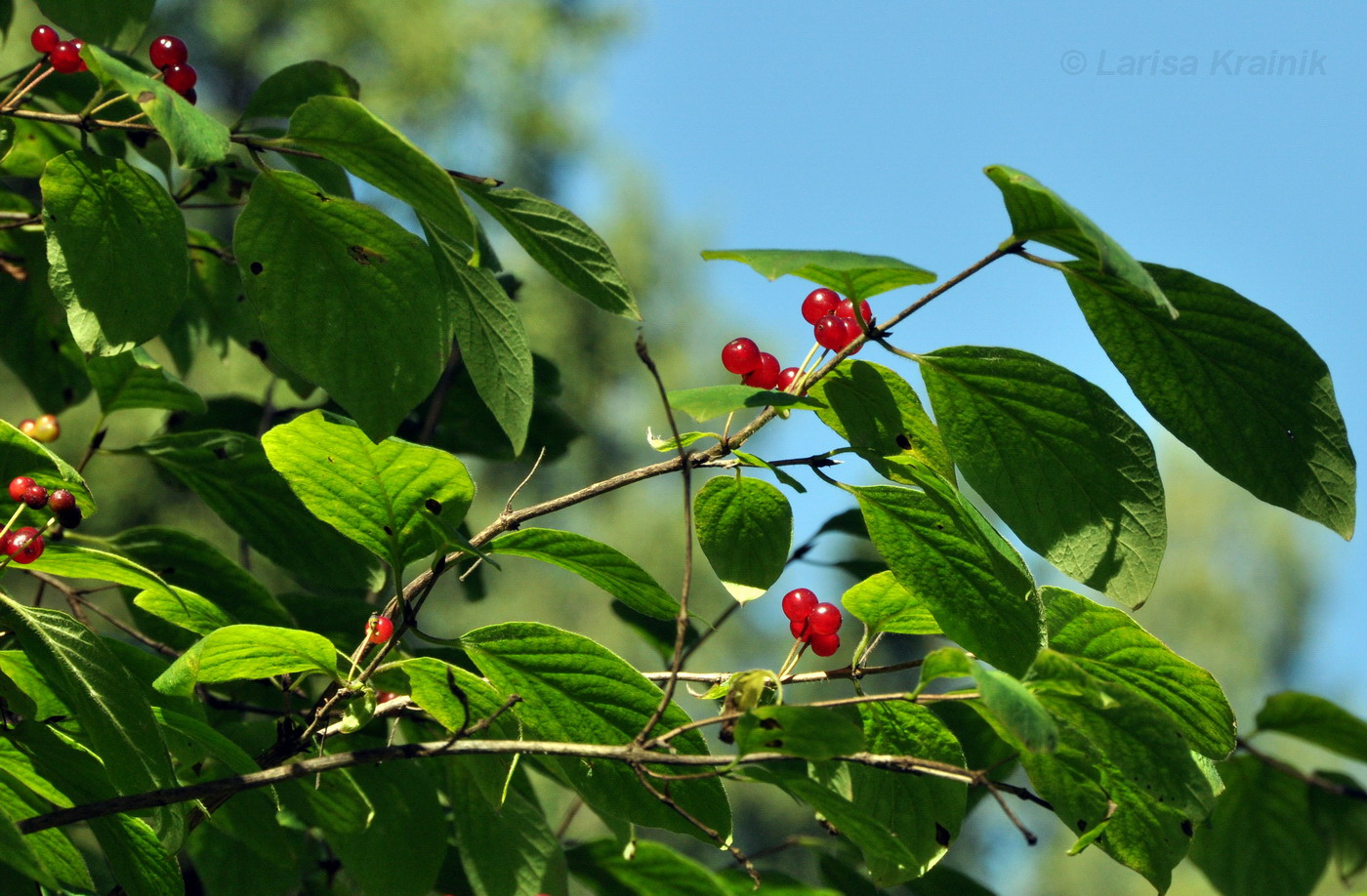 Image of Lonicera xylosteum specimen.