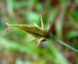 Zigadenus sibiricus. Плод. Якутия (Саха), Ленский р-н, окр. НПС-11 нефтепровода ВСТО. 22.08.2012.