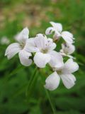 Cardamine bulbifera. Соцветие. Украина, Киевская обл., Киево-Святошинский р-н, лесной заказник \"Жуков хутор\", дубовый лес. 29.04.2015.