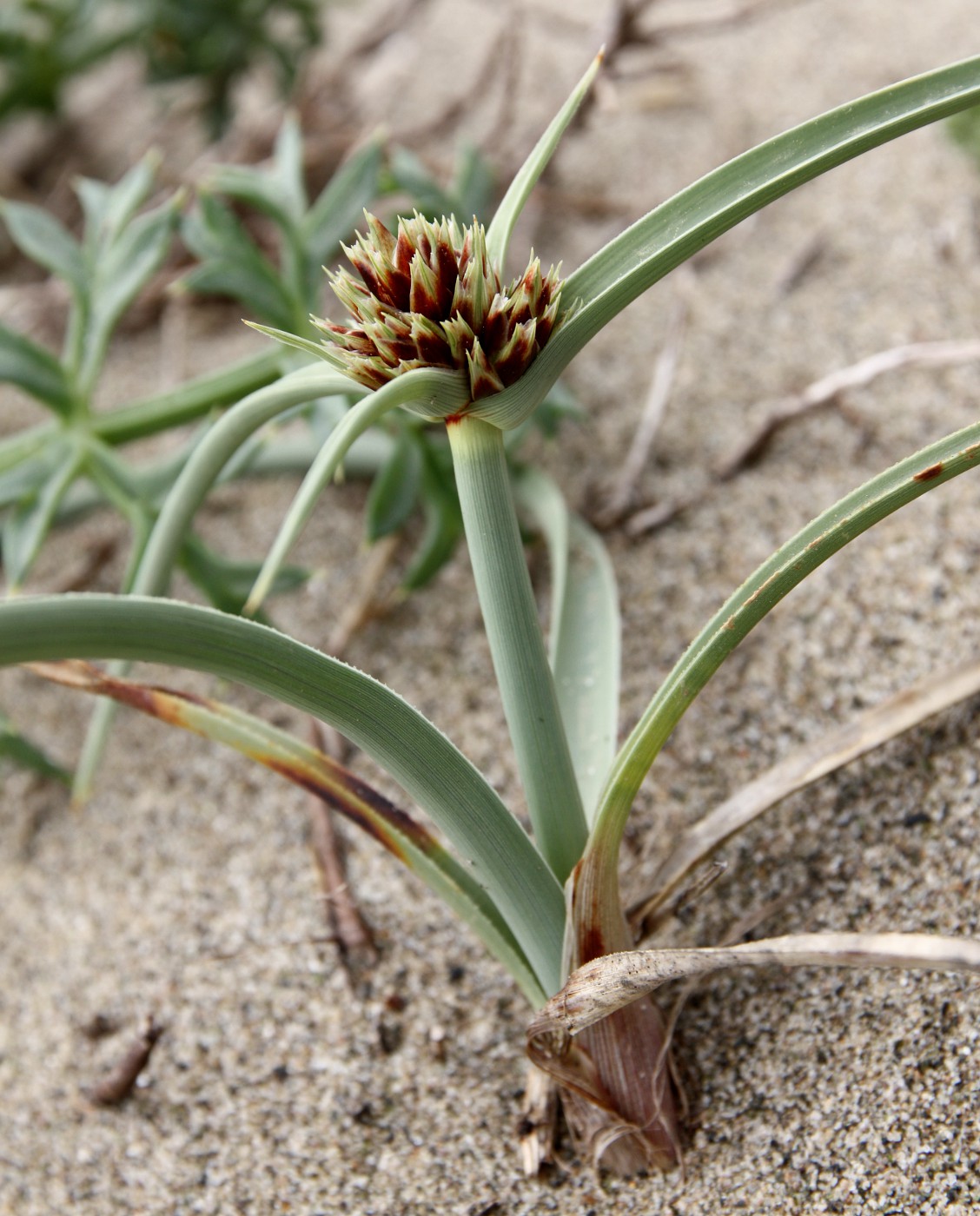 Изображение особи Cyperus capitatus.