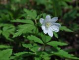 Anemone altaica